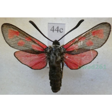 Zygaena loti (Denis & Schiffermüller, 1775) Kraśnik rogalik Deutschland44c